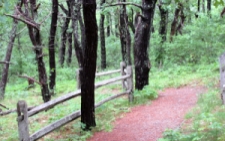 Cape Cod Attractions: photo of Smalls Swamp Trail one of the Cape Cod trails in Truro, MA