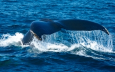 Cape Cod attractions: photo of a whale breaching taken from a Cape Cod whale watching tour out of Provincetown, one of the most popular Cape Cod attractions