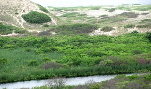 photo view form Cape Cod bike Trails along Head of the Meadow Bike Path