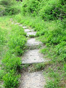 photo of Pilgrim Spring Trail showing log enforced steps along path to the spring