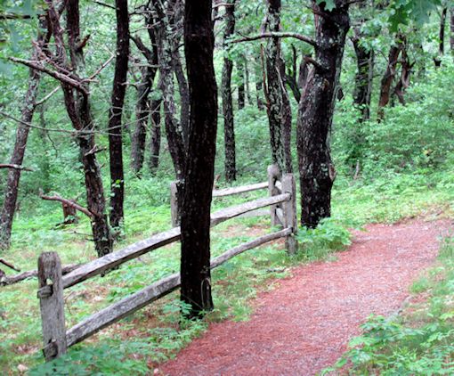 photo of Small's Swamp Trail on Cape Cod
