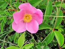 flowers blooming along Head of the Meadow Bike Trail